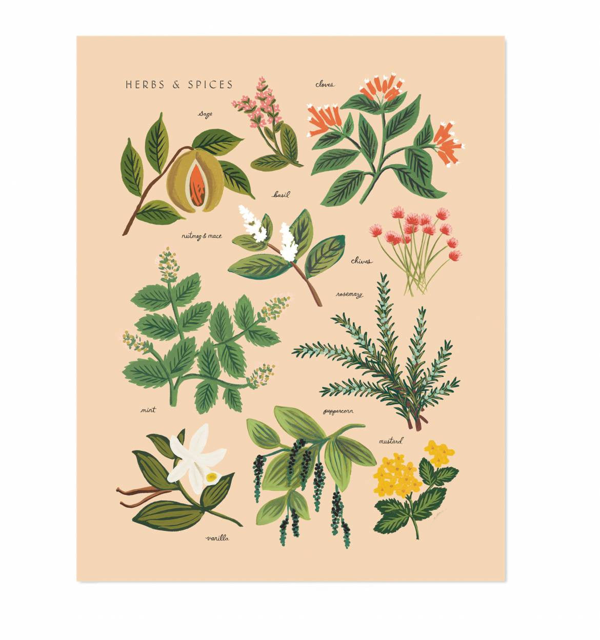Herbs & Spices Peach Print