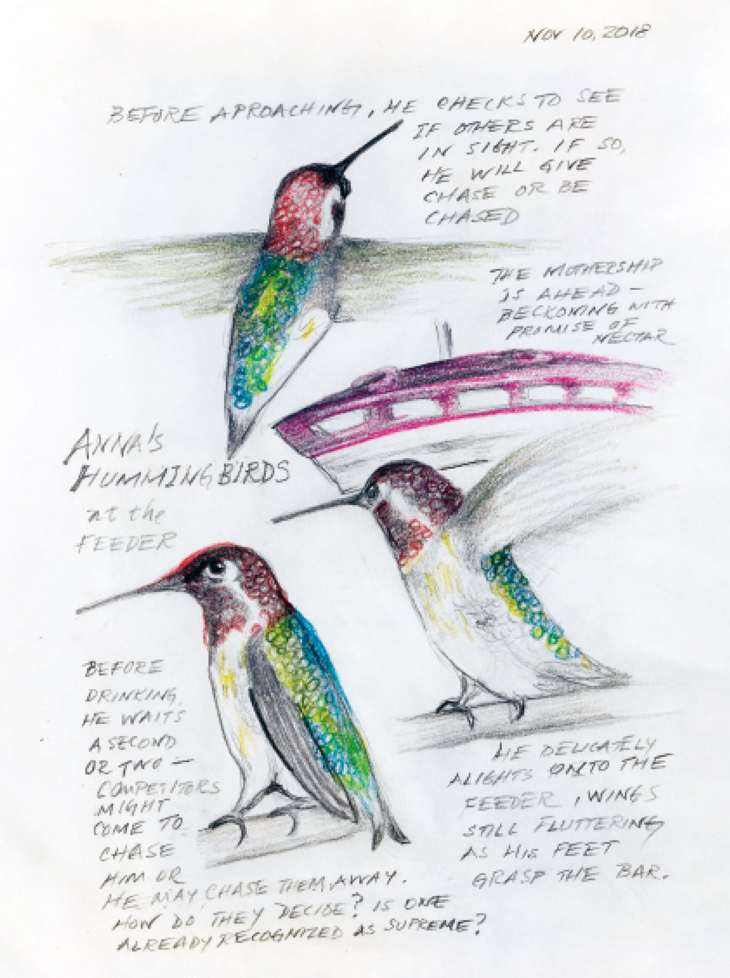 The Backyard Bird Chronicles by Amy Tan