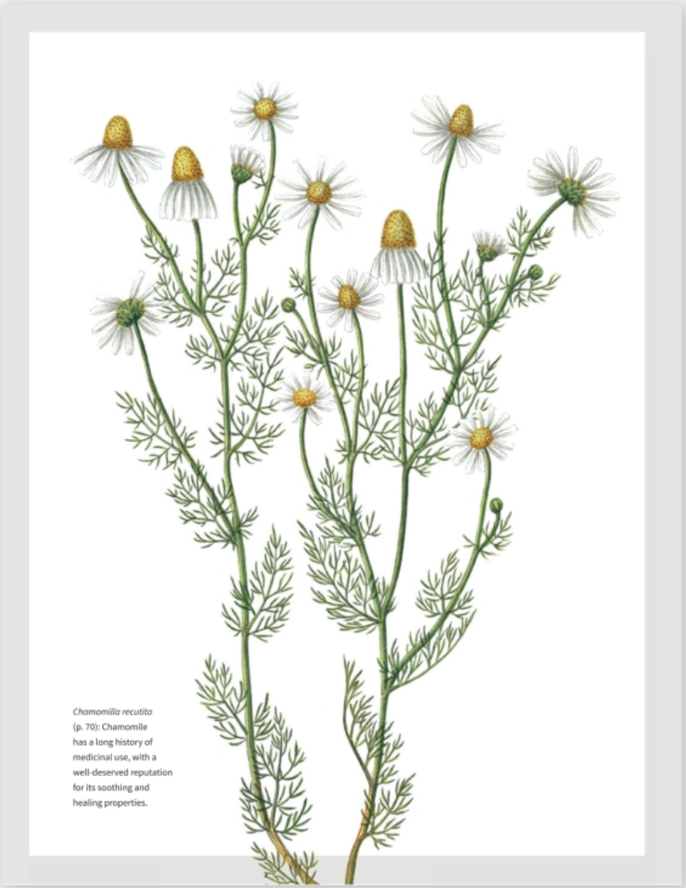 Botanicum Medicinale