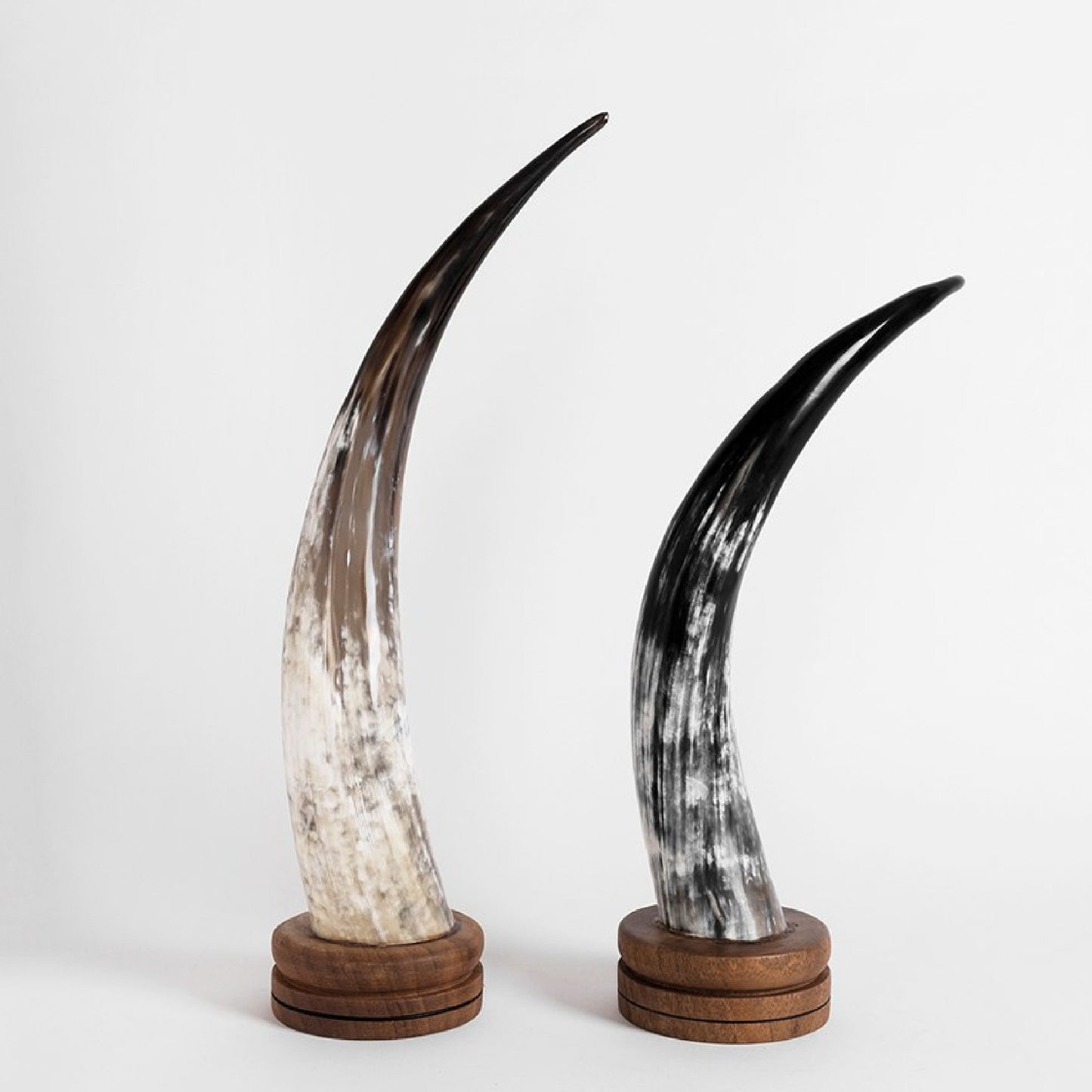 Ankole Horn Decorative Object